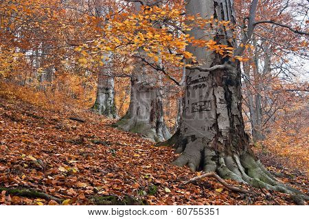 Three Beautiful Grown Beeches