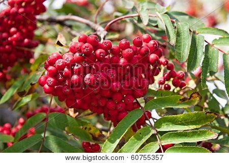 Autumn Fruits
