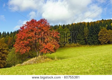 Autumn Colors