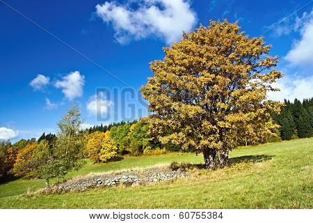 Autumn Colors