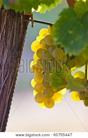 Grapes