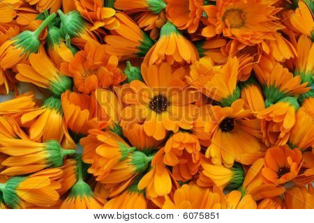 Ringelblumen-Blüten