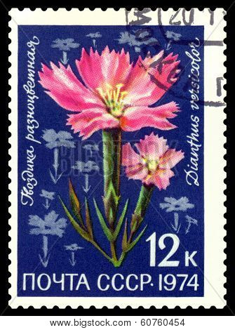Vintage  Postage Stamp. Carnation Varicoloured.