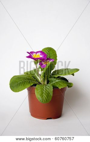 Primula
