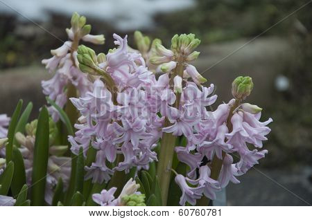 Hyacinths