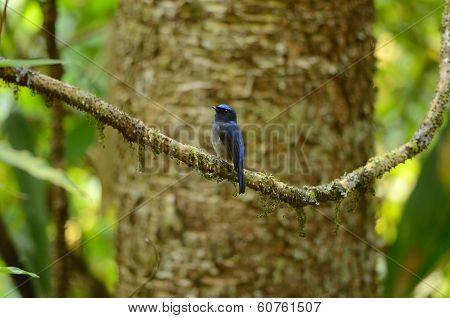 Male Small Niltava