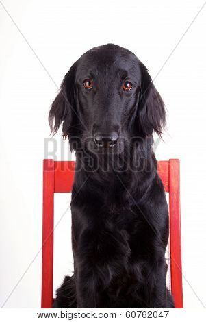 Dog On A Chair
