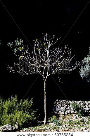 Small Sunlit Tree In Black