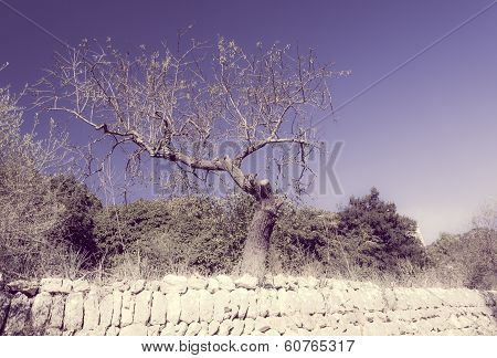 Old Gnarled Almond Tree