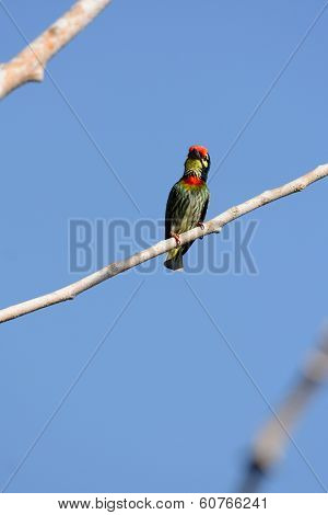 Coppersmith Barbet
