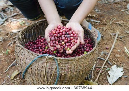 fresh robusta coffee berries in hands