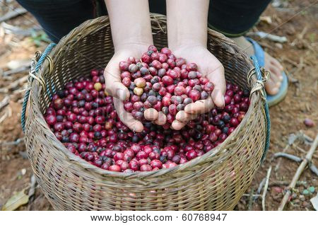 fresh robusta coffee berries in hands