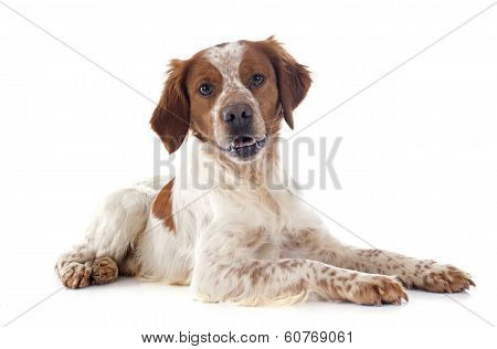 Brittany Spaniel