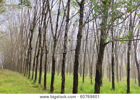 Rubber Plants