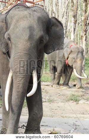 Elephants On Rubber Tree Plantation