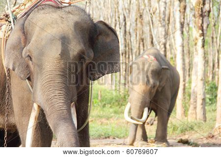 Elephants On Rubber Tree Plantation