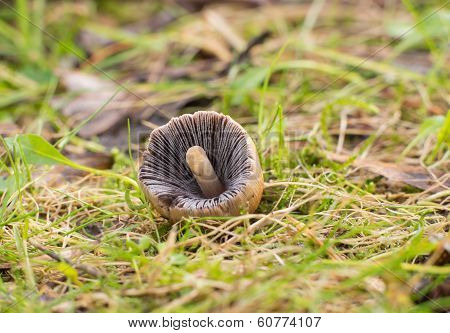 cap of Coprinellus  icaceus mushroom