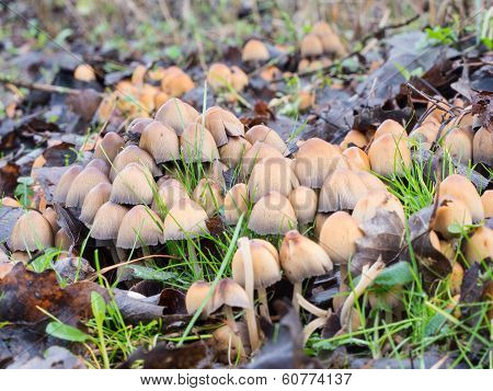 Coprinellus micaceus mushroom