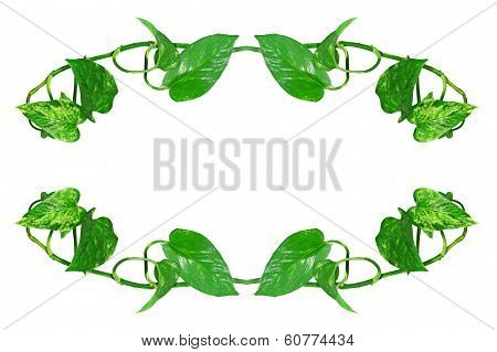 Oval Shape Frame Made From Green Leafs.isolated.