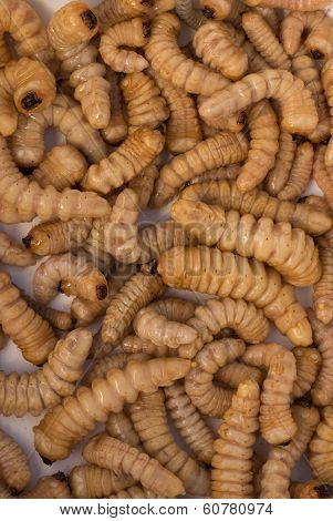 New Zealand Huhu Grubs