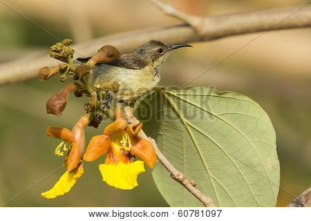 Female Beautiful Sunbird Perched On A Cluster Of Yellow Flowers