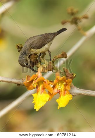 Female Beautiful Sunbird Piercing A Flower For Nectar