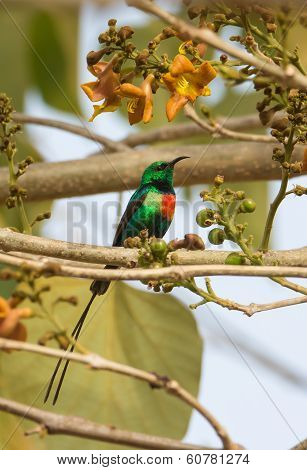 Male Beautiful Sunbird (nectarinia Pulchella)