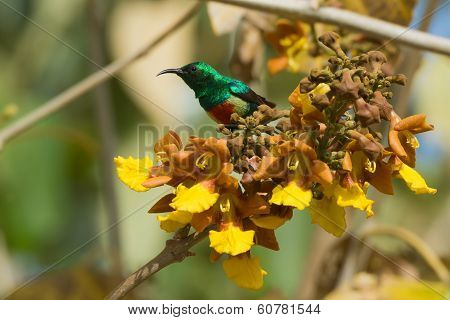 Male Beautiful Sunbird Perched On A Cluster Of Yellow Flowers