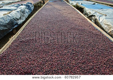 drying coffee berries