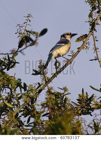 Brilliant Blue Jay up in a Tree