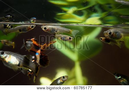 Guppy Multi Colored Fish