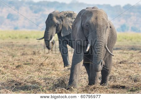 elephant eating