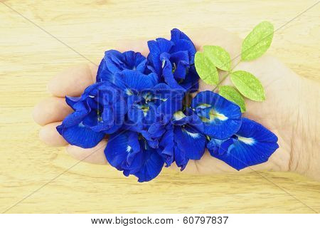 Asian Pigeonwings Or Clitoria Ternatea With Green Leafs On Hand