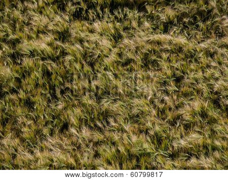 Golden Grain