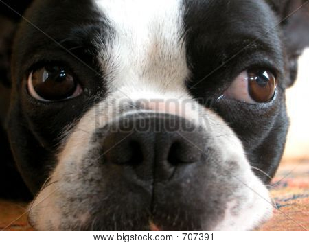 Sweet Boston