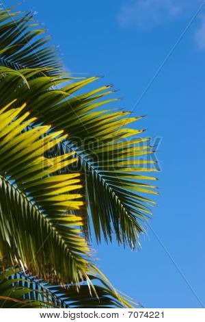 Palmen