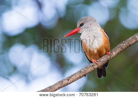 Grey-headed Kingfisher Sitting On A Branch Waiting For Prey Fly By