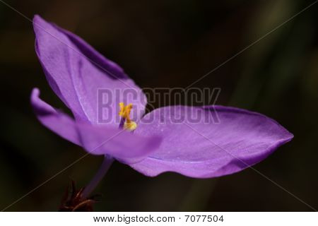 Australske indfødte Iris Patersonia Glabrata
