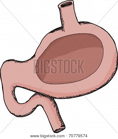 Cross Section Stomach