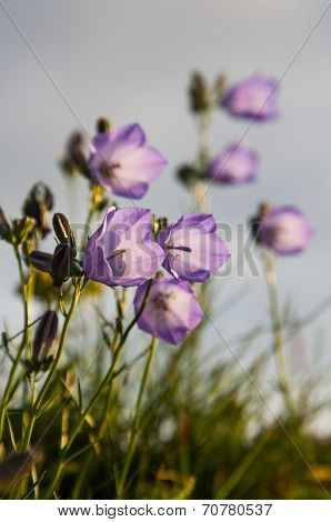 Wild Irish Flowers.