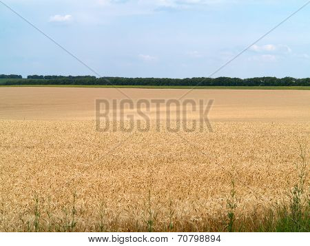 Endles Yellow Beautifull Wheatfield In Summer