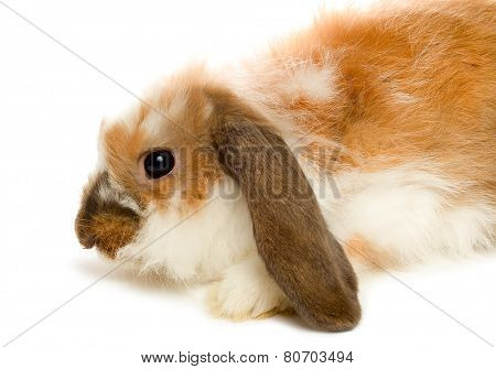 Brown lop-eared rabbit isolated on white