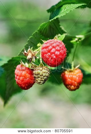Fresh Red And Green Raspberries In A Bush