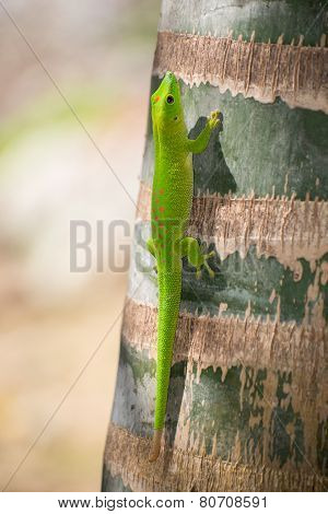 Madagascar Day Gecko
