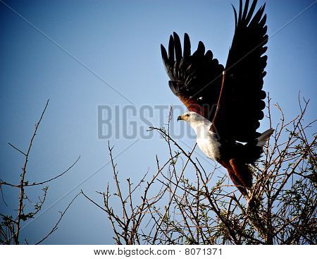 Aquila urlatrice
