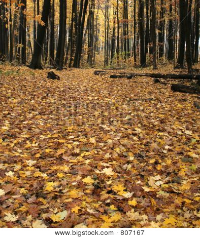 Chemin d'automne jaune