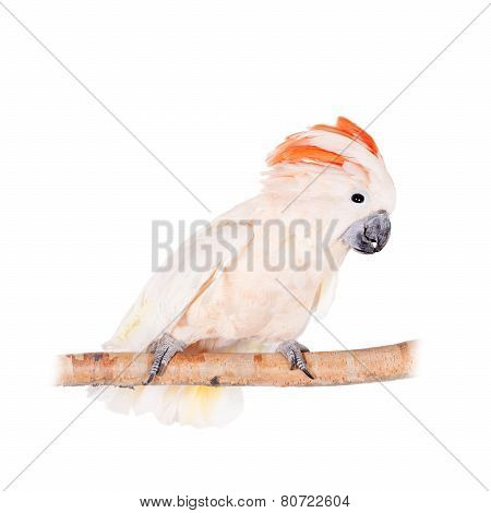 The salmon-crested cockatoo on white