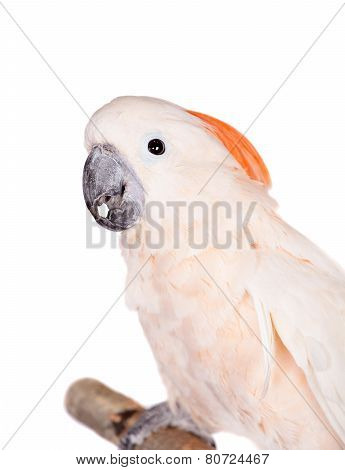 The salmon-crested cockatoo on white