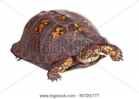 Male Eastern Box Turtle (terrapene Carolina Carolina) Isolated On White