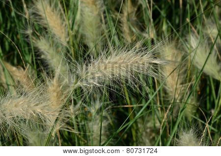 spikelets